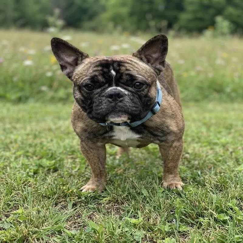 A young medium-sized male French Bulldog dog named Chestnut for adoption in Las Vegas, NV
