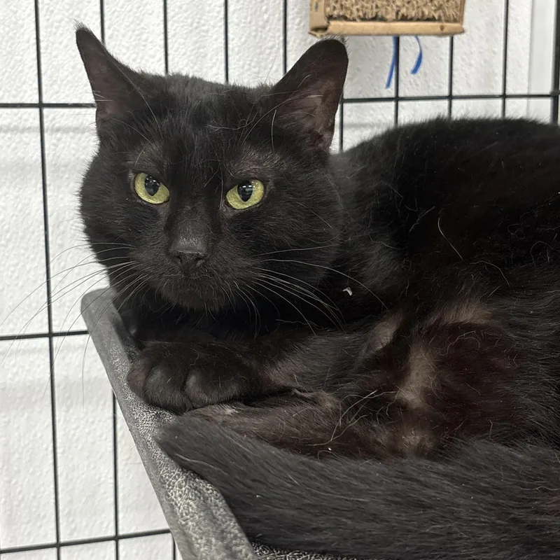 A young large-sized male Black Domestic Short Hair cat named Vadetz for adoption in Youngstown, OH