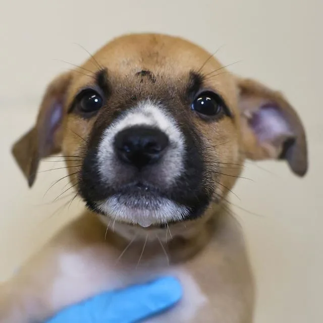 A baby small-sized female American Staffordshire Terrier dog named Berlin for adoption in San Antonio, TX