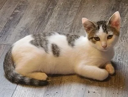 A baby small-sized male Domestic Short Hair cat named Pearson for adoption in Verona, WI