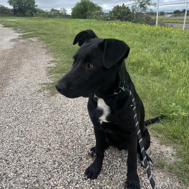 A young large-sized male Black Labrador Retriever dog named Niko for adoption in Boerne, TX