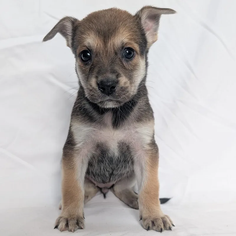 A baby small-sized female Husky dog named Petals for adoption in Fredericksburg, TX