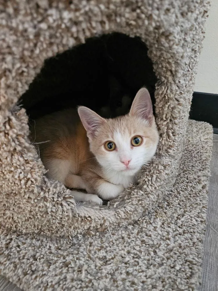 A baby small-sized male Orange & White Domestic Short Hair cat named Waffles for adoption in McPherson, KS