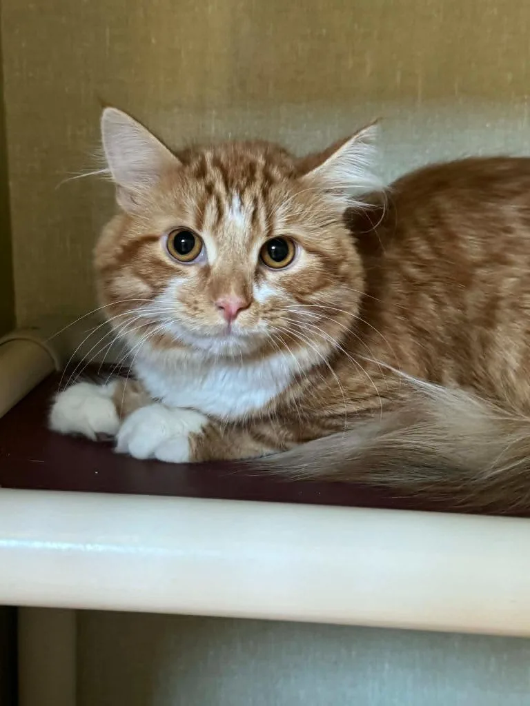A young medium-sized male Domestic Long Hair cat named Hashbrown for adoption in Marion, OH
