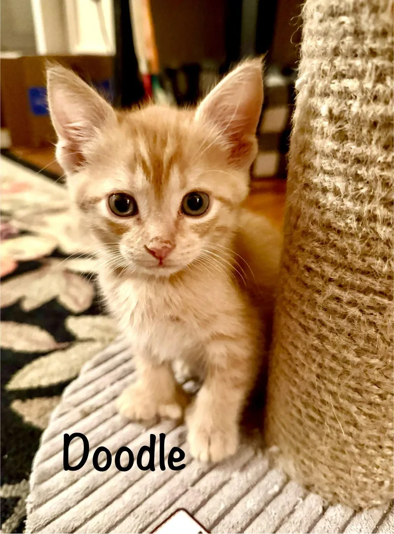 A baby medium-sized male Orange / Red Domestic Short Hair cat named Doodle for adoption in Reston, VA