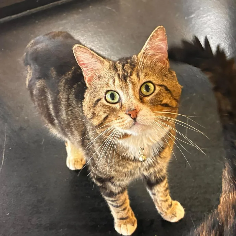 An adult large-sized male Black Domestic Short Hair cat named Bumper for adoption in Gadsden, AL