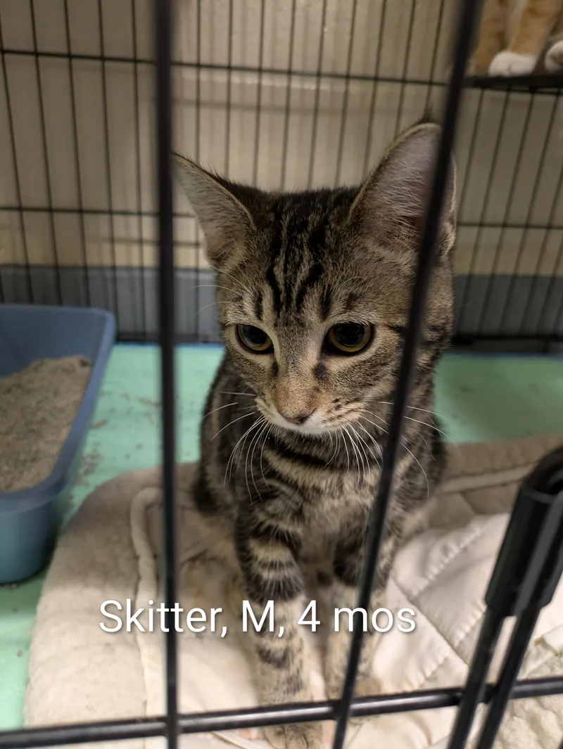 A young small-sized male Tabby (Brown / Chocolate) Domestic Short Hair cat named Skitter for adoption in Bedford, VA