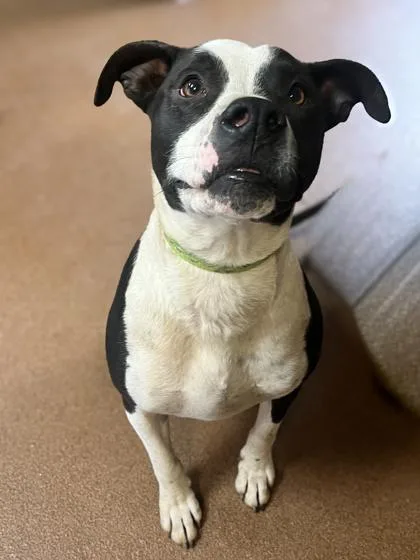 An adult large-sized male Black Pit Bull Terrier dog named Samson for adoption in Winfield, KS