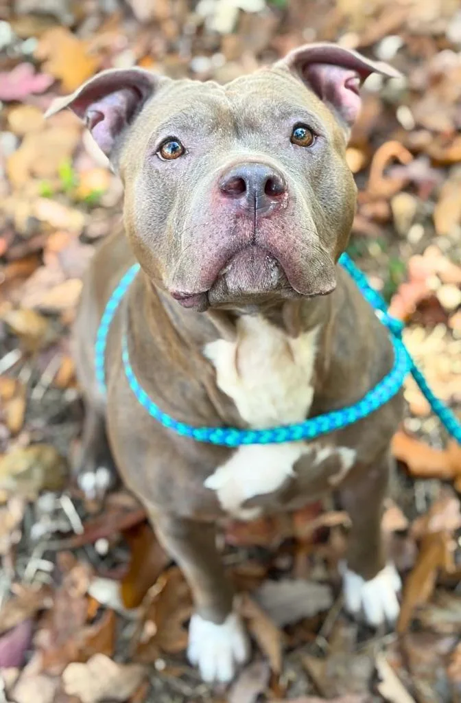 An adult medium-sized female American Staffordshire Terrier dog named Natalie for adoption in Utica, MI