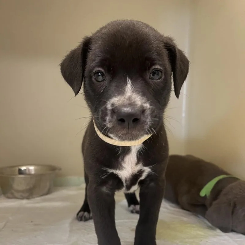 A baby small-sized male Black Pit Bull Terrier dog named Sumac for adoption in East Saint Louis, IL