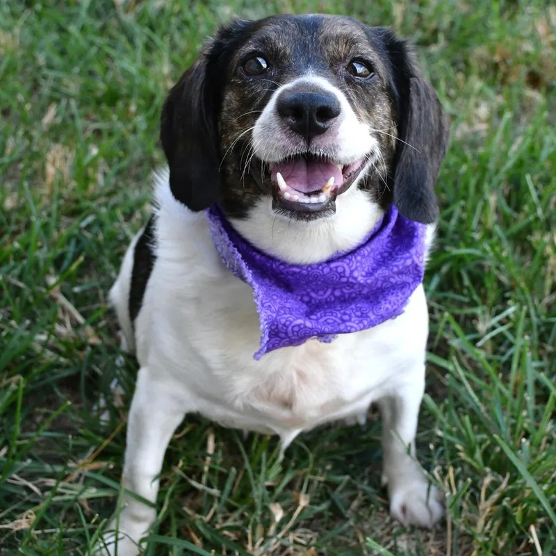 An adult medium-sized female White / Cream Beagle dog named Trudy for adoption in Beaumont, TX