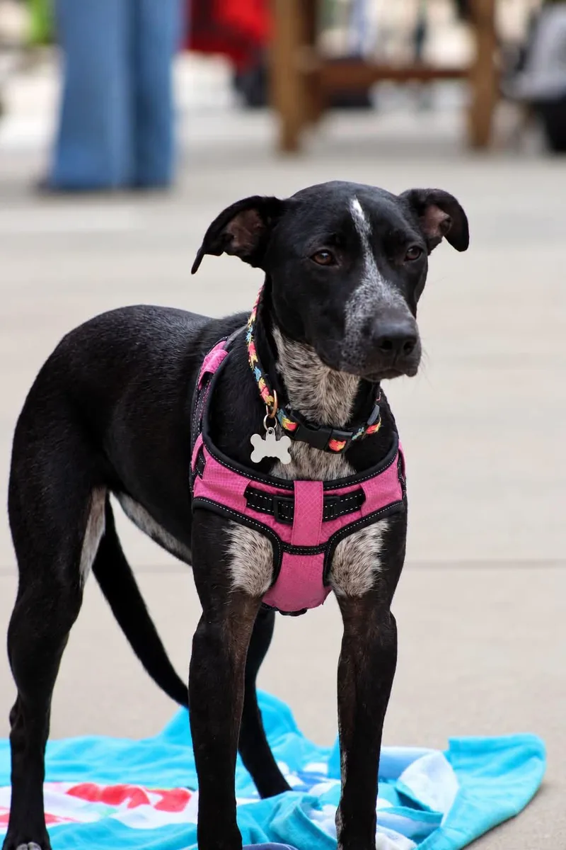 A young medium-sized female Harlequin Labrador Retriever dog named Prancer for adoption in Fort Mill, SC