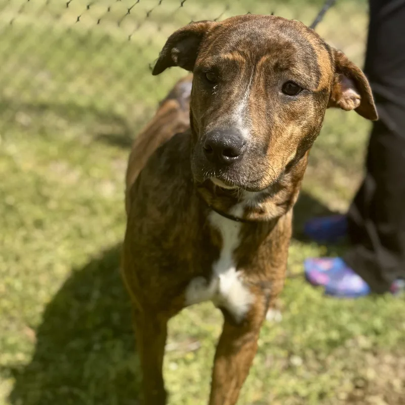 An adult large-sized female Brindle Mixed Breed dog named Laila for adoption in Cranston, RI