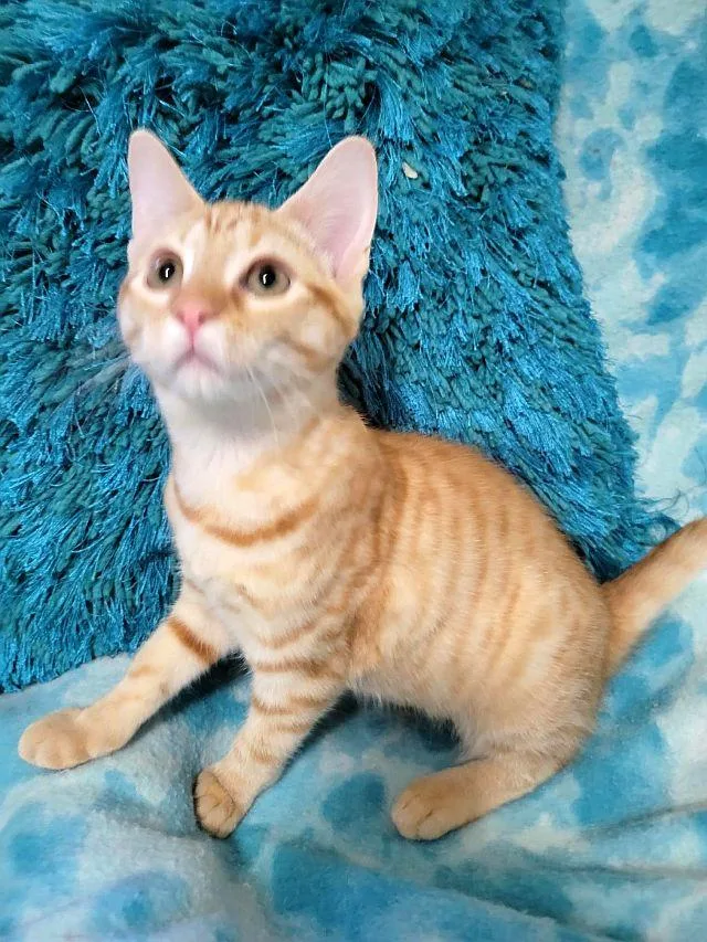 A baby medium-sized female Domestic Short Hair cat named Starbrite for adoption in Powder Springs, GA