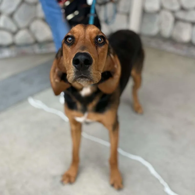 A young large-sized male Hound dog named Ranger  Chino Hills for adoption in Chino Hills, CA