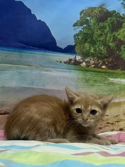 A baby small-sized female Domestic Short Hair cat named Begonia for adoption in San Antonio, TX