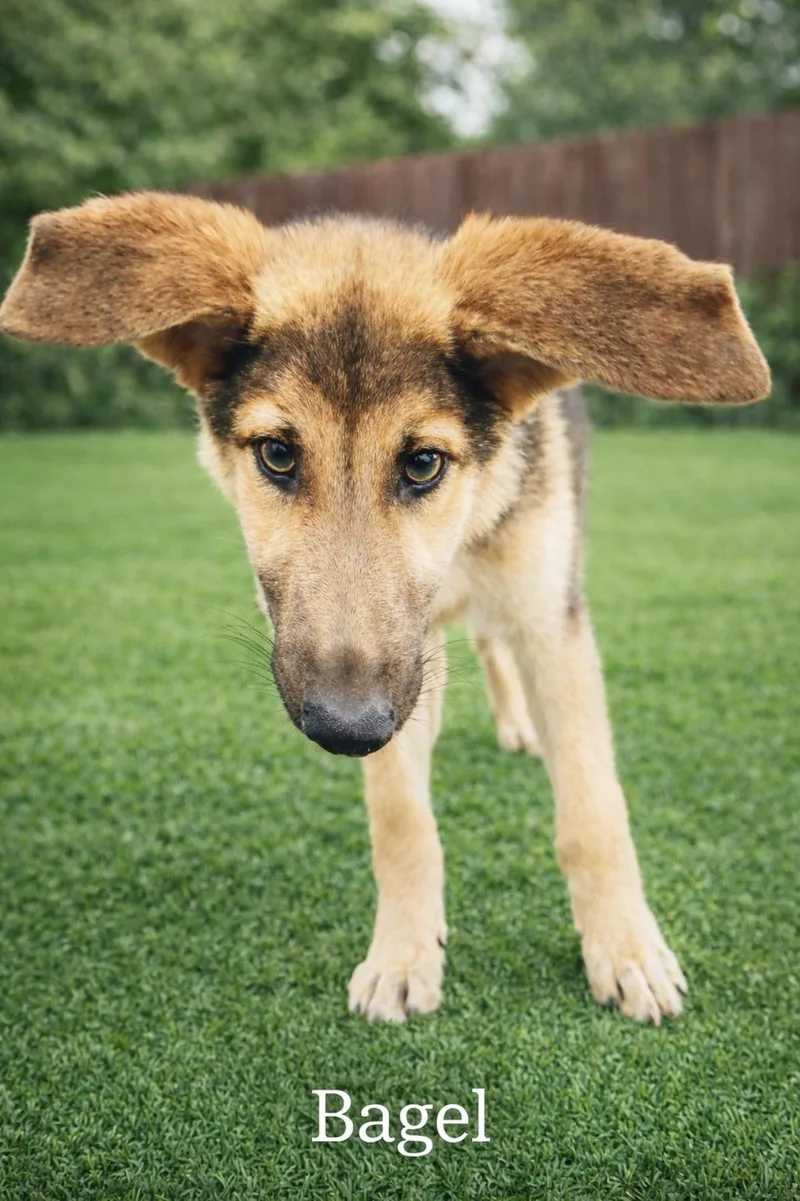 A young medium-sized male German Shepherd Dog dog named Bagel for adoption in Allen, TX