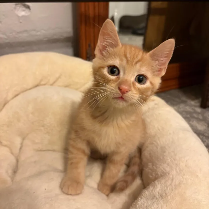 A baby small-sized male Domestic Short Hair cat named Nigel for adoption in Cumming, GA