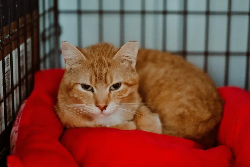 An adult medium-sized female Orange & White Tabby cat named Renee for adoption in Le Mars, IA