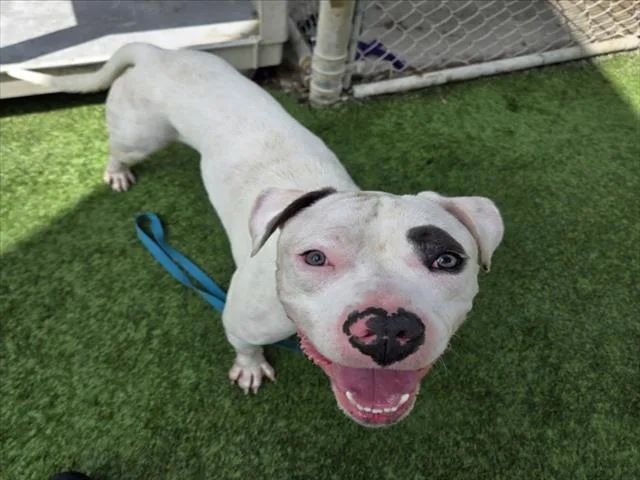 An adult large-sized male Staffordshire Bull Terrier dog named Petey for adoption in Los Angeles, CA