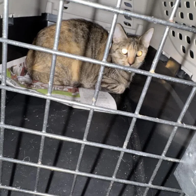 An adult medium-sized female Tortoiseshell Domestic Short Hair cat named Rosanne for adoption in Columbus, NC
