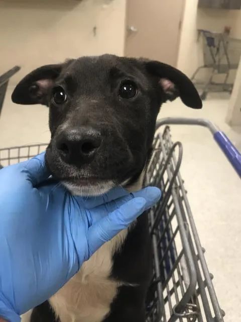 A baby medium-sized female Labrador Retriever dog named Hannah for adoption in Conroe, TX