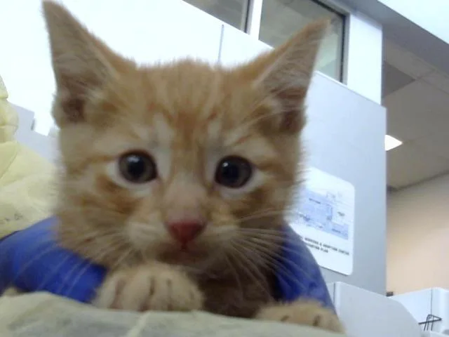 A baby medium-sized male Domestic Short Hair cat named Finland for adoption in Dallas, TX