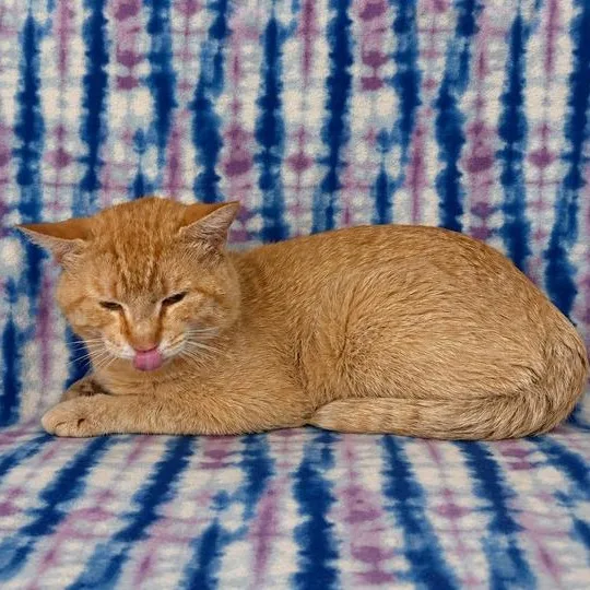 A young medium-sized male Tabby (Orange / Red) Domestic Short Hair cat named Moon Beam for adoption in Valdosta, GA