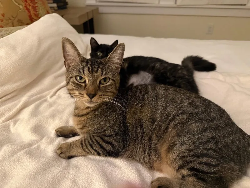 A young small-sized male Domestic Short Hair cat named Alfred for adoption in Little Rock, AR