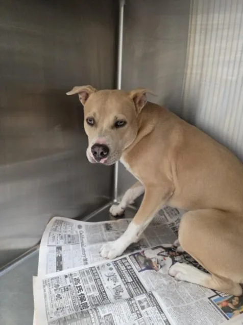 An adult large-sized male Pit Bull Terrier dog named George for adoption in Los Angeles, CA