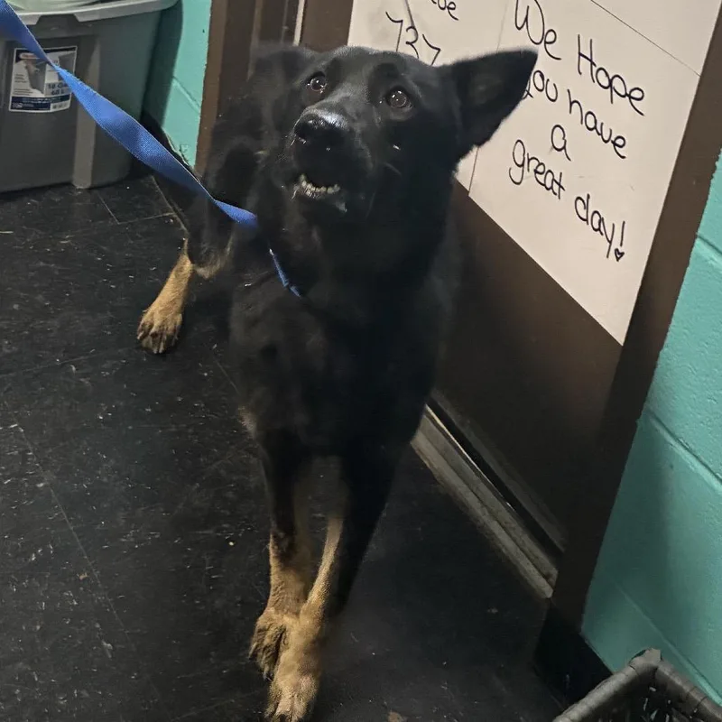 An adult medium-sized female German Shepherd Dog dog named Anna for adoption in Shinnston, WV