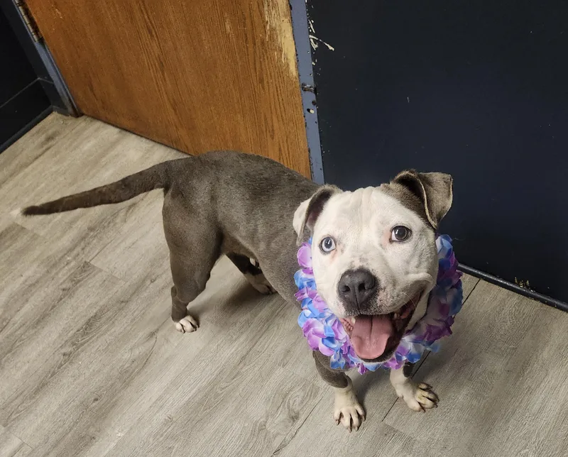 An adult medium-sized female Gray / Blue / Silver Pit Bull Terrier dog named Cannellini for adoption in Mansfield, OH