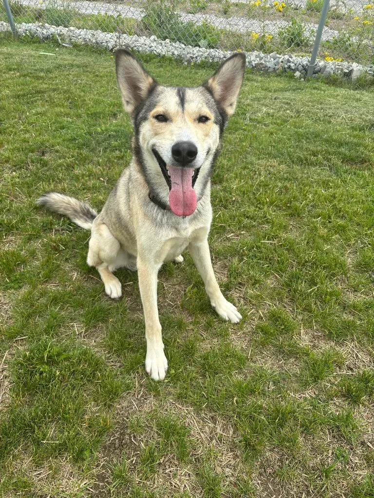 A young medium-sized male Siberian Husky dog named Alimowylie for adoption in Wabash, IN