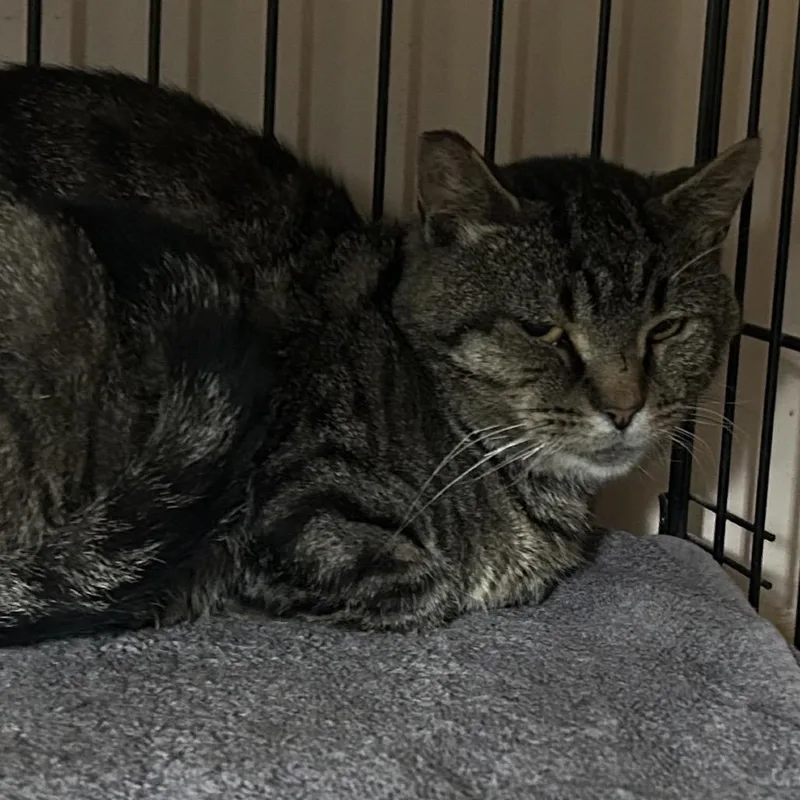 A young small-sized male Gray / Blue / Silver Domestic Short Hair cat named Cabot for adoption in Johnstown, PA