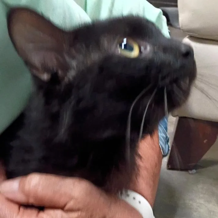 A young large-sized male Black Domestic Medium Hair cat named Tarot for adoption in Shawnee, KS