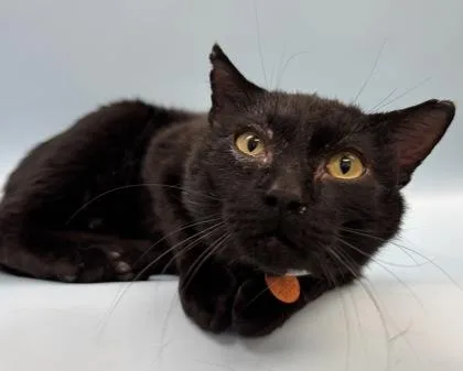 An adult small-sized male Domestic Short Hair cat named Bert for adoption in Woodbury, MN