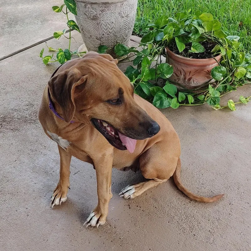 Sika