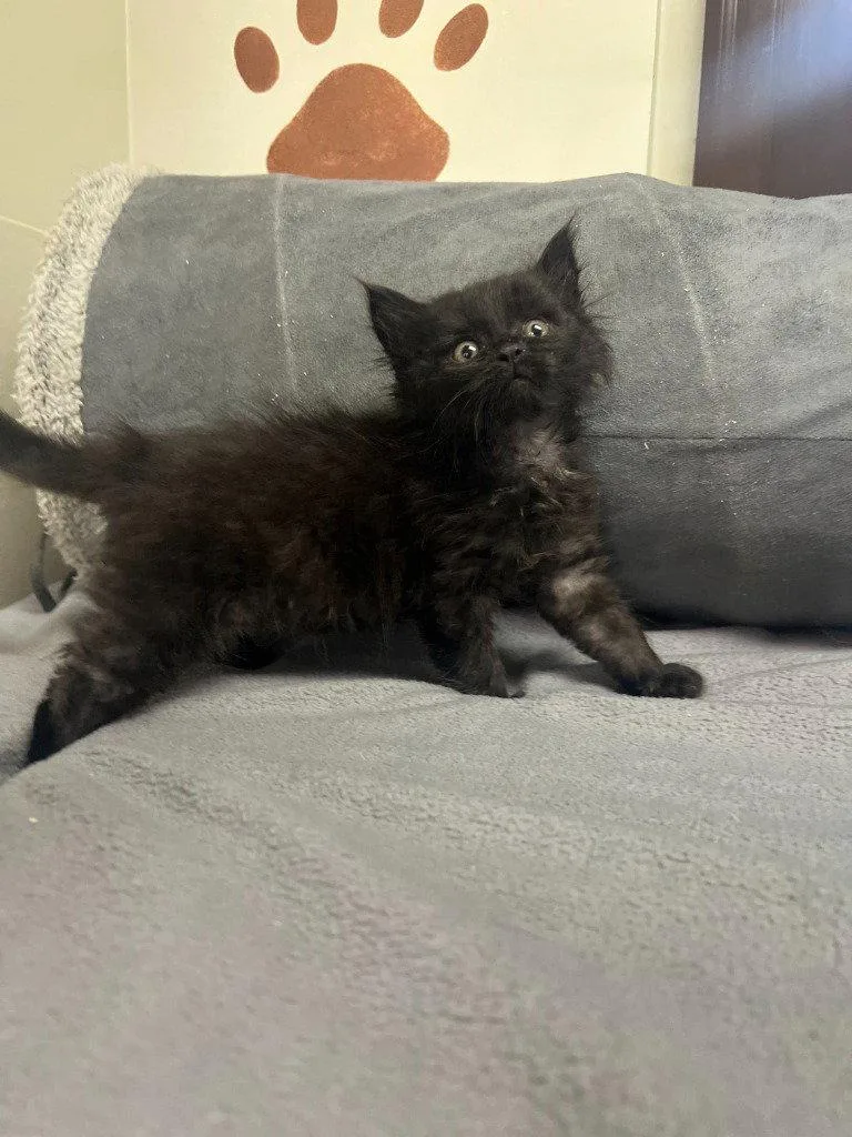 A baby small-sized male Black Domestic Medium Hair cat named Goliath for adoption in Lovingston, VA