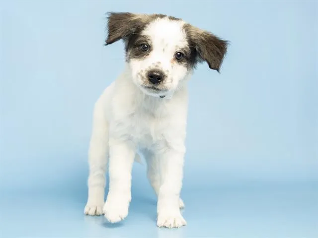A baby small-sized male Australian Cattle Dog / Blue Heeler dog named Patches for adoption in Phoenix, AZ