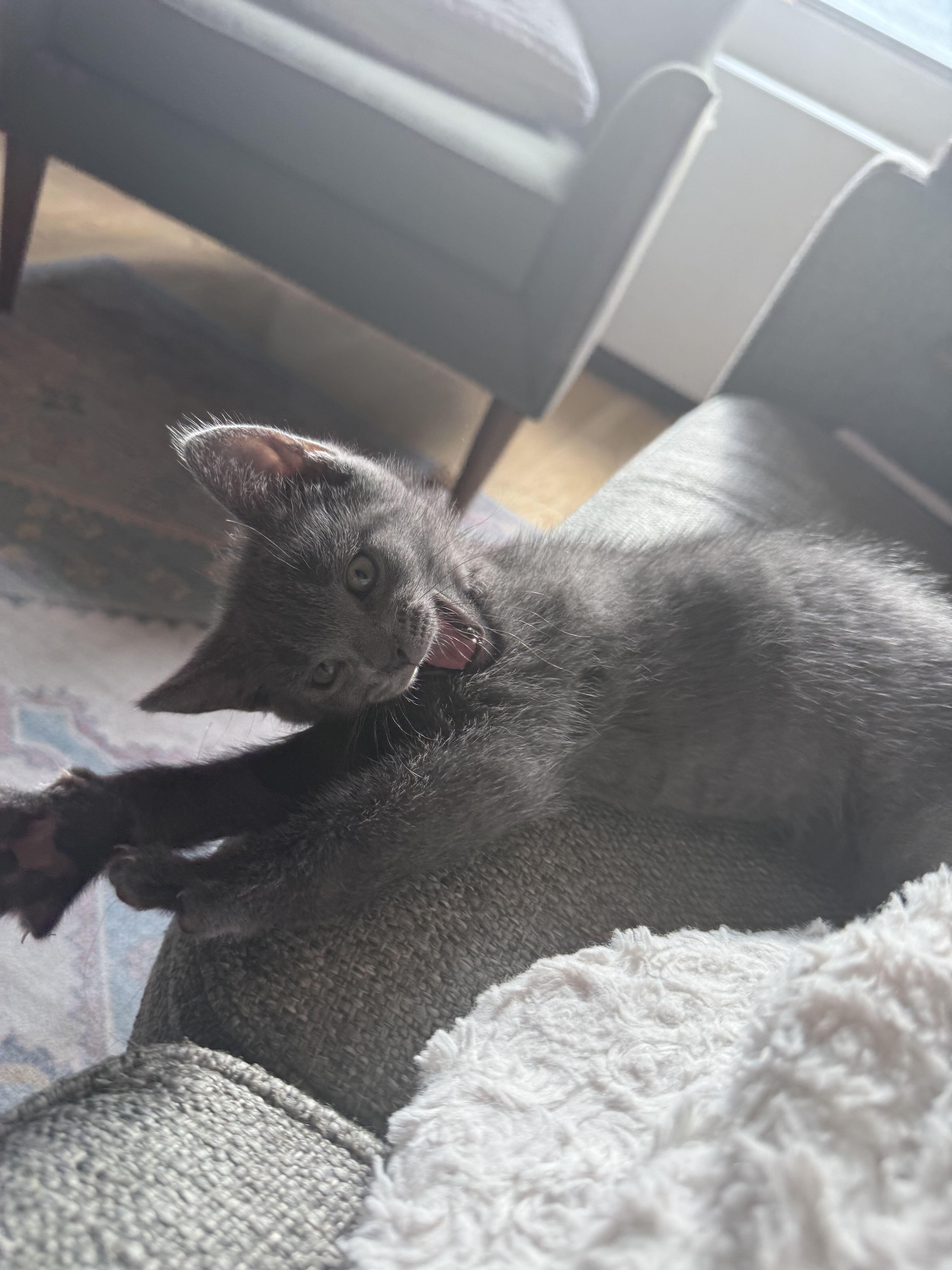 A baby small-sized female Gray / Blue / Silver Domestic Short Hair cat named Munji for adoption in Long Island City, NY