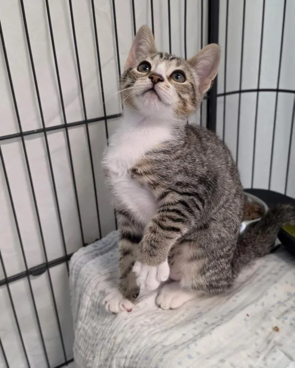 Bengal