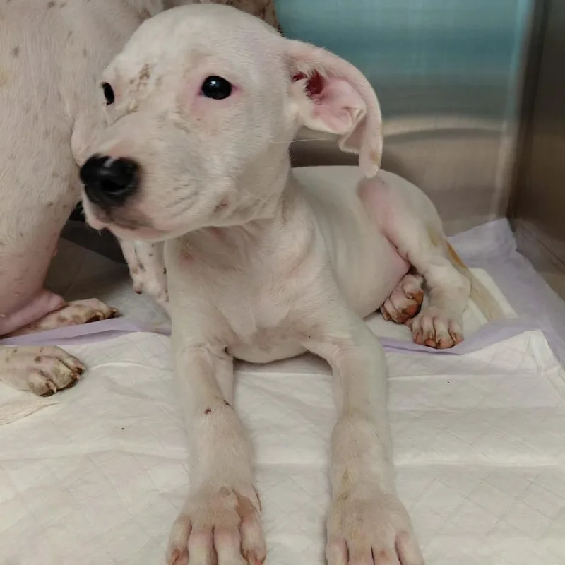 A baby small-sized male White / Cream Mixed Breed dog named Harvest Moon for adoption in Austin, TX