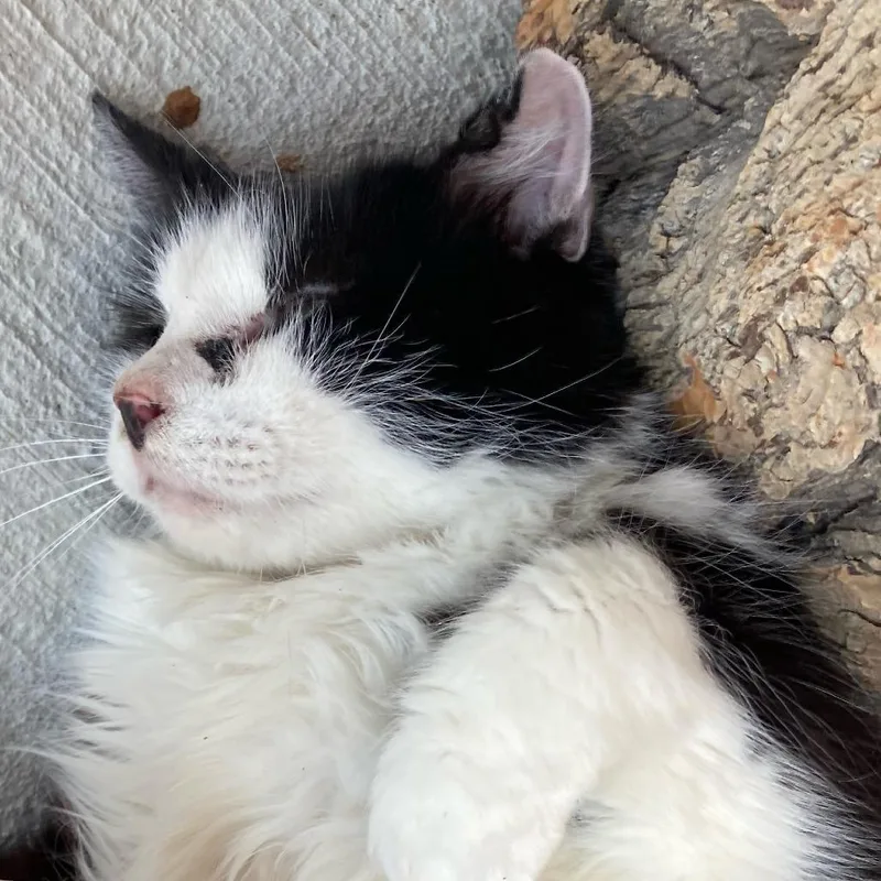 An adult large-sized male Black Domestic Short Hair cat named Captain for adoption in Buffalo, WY