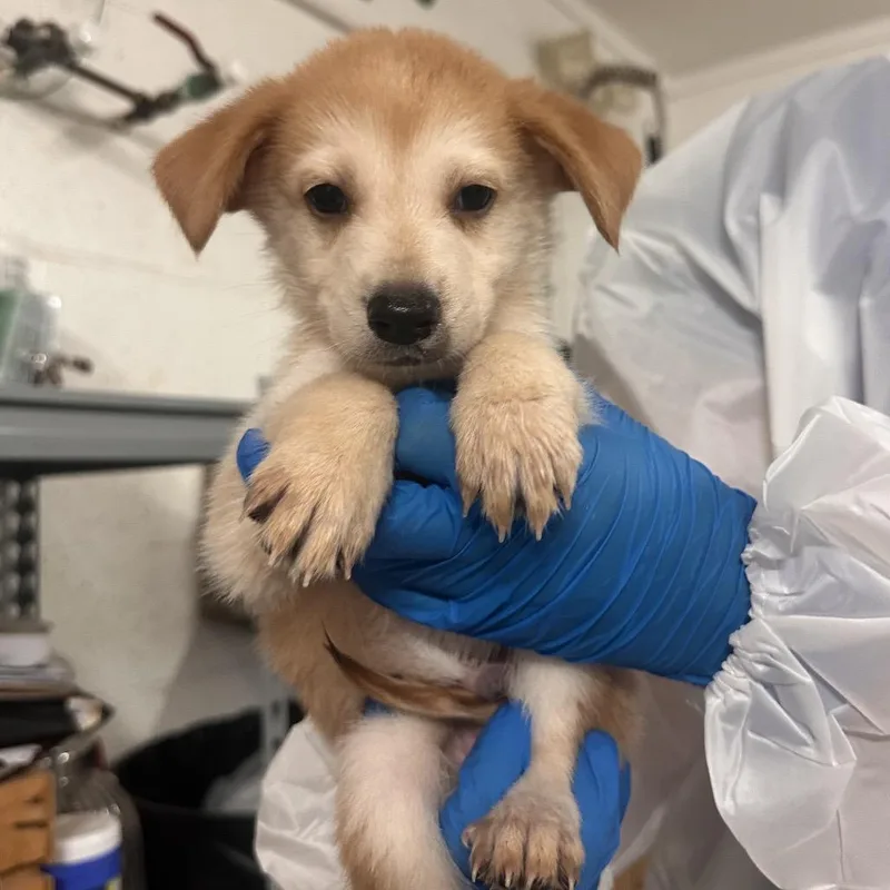 A baby medium-sized male White / Cream Shepherd dog named Naruto for adoption in Edinburg, TX