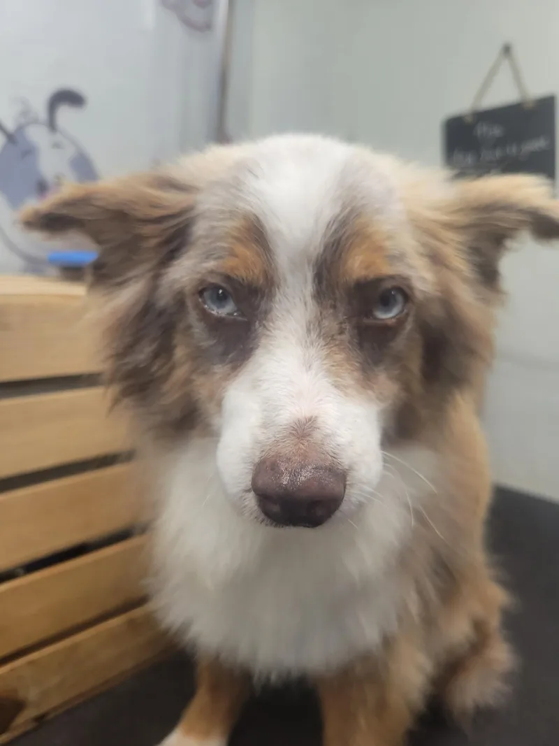 An adult small-sized male Red / Chestnut / Orange Australian Terrier dog named Cowboy Curtis for adoption in Garland, TX