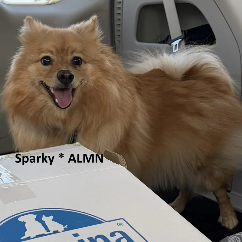 A baby small-sized male Red / Chestnut / Orange Pomeranian dog named Sparky ALMN for adoption in Albert Lea, MN