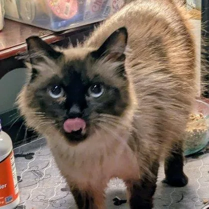 An adult medium-sized female Seal Point Domestic Medium Hair cat named Jazzy for adoption in Silverton, OR