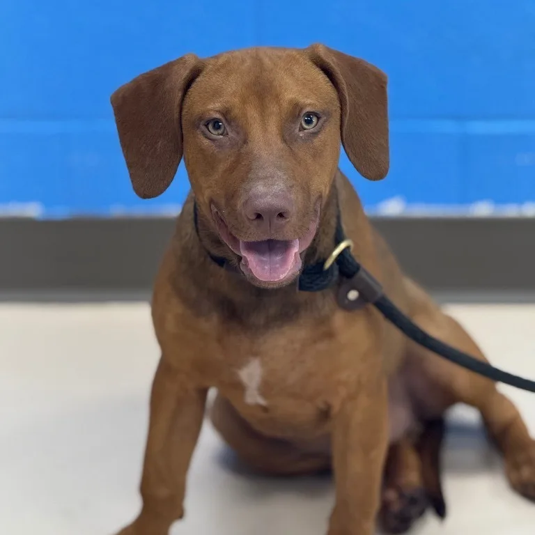 A young small-sized male Hound dog named Hanson for adoption in Pine Bluff, AR