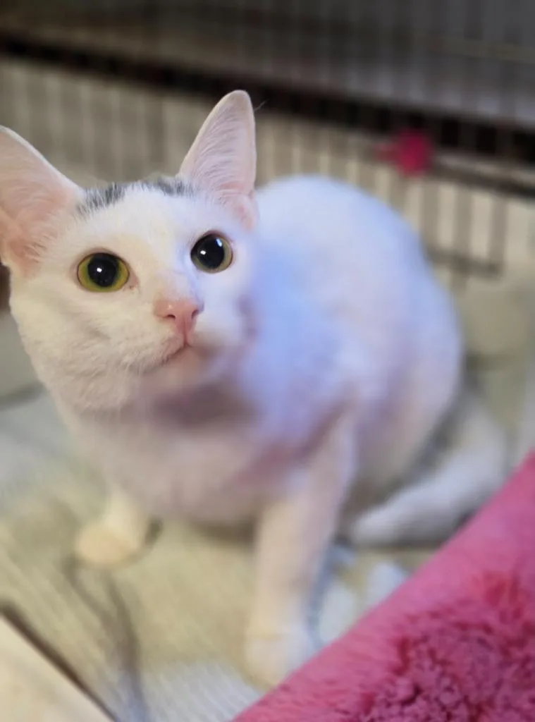 A young medium-sized female Domestic Short Hair cat named Humpty for adoption in Windsor, CT