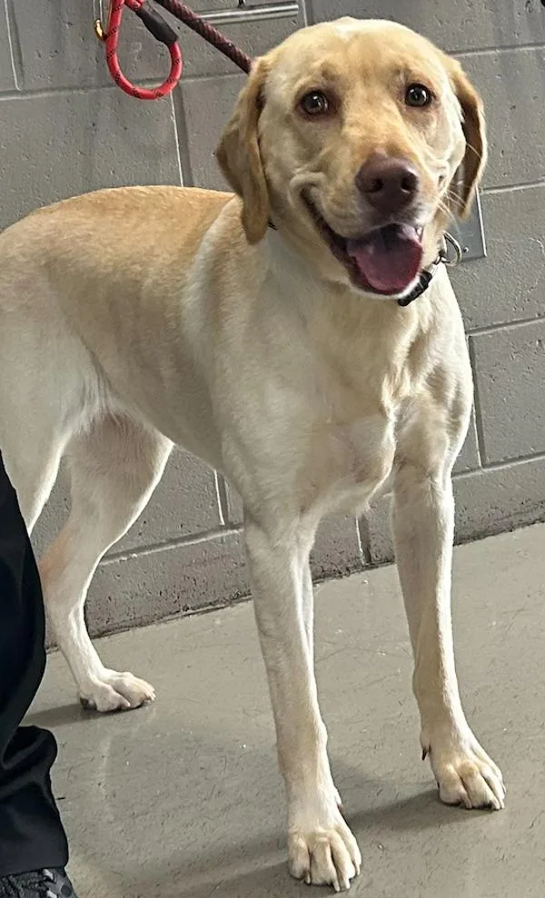 An adult large-sized female Labrador Retriever dog named Oty for adoption in Staten Island, NY